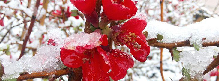 Un jardin fleuri et parfumé en hiver : plan Un jardin fleuri et parfumé en hiver : plan